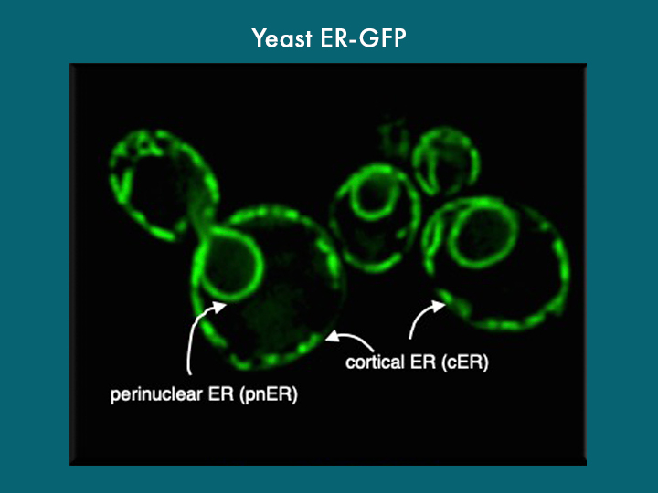 Yeast ER-GFP