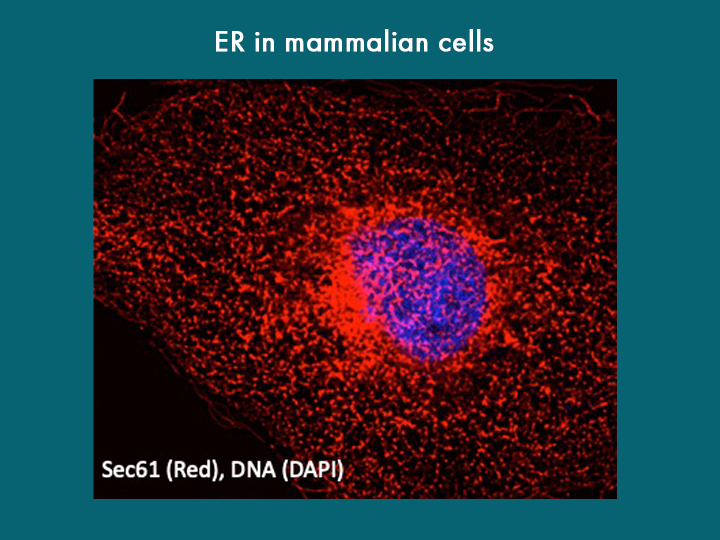 ER in mammalian cells