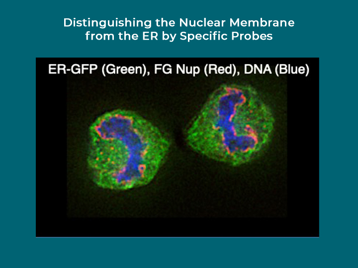 Distinguishing the nuclear membrane from the ER by specific probes
