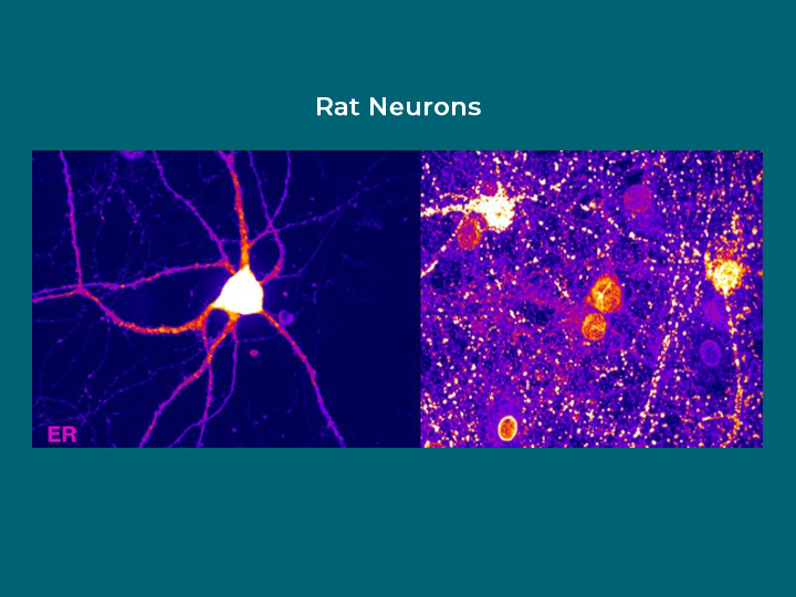 Rat Neurons
